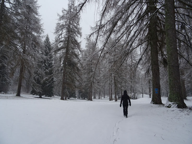 breve passeggiata tra la neve fresca di oggi.....